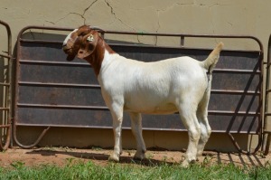 1X Boer Goat Flock Doe Dome Africa Boer Goad Stud