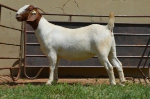 1X Boer Goat PREGNANT Stud Doe Dome Africa Boer Goad Stud