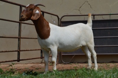 1X Boer Goat PREGNANT Stud Doe Dome Africa Boer Goad Stud