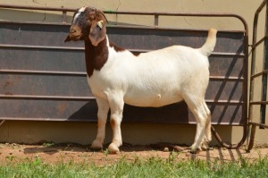 1X Boer Goat PREGNANT Flock Doe Dome Africa Boer Goad Stud