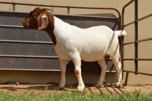 1X Boer Goat Flock Doe Dome Africa Boer Goad Stud