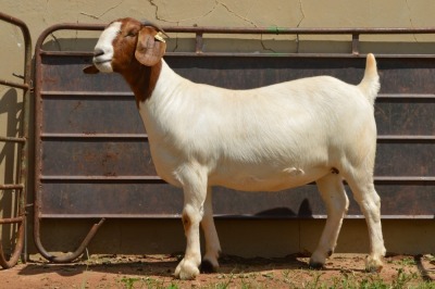 1X Boer Goat PREGNANT Flock Doe Dome Africa Boer Goad Stud