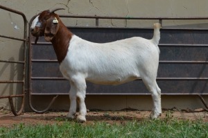 1X Boer Goat Flock Doe Dome Africa Boer Goad Stud