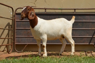 1X Boer Goat PREGNANT Flock Doe Dome Africa Boer Goad Stud