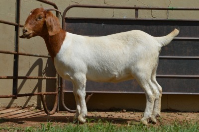 1X Boer Goat Stud Doe Dome Africa Boer Goad Stud