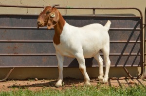 1X Boer Goat PREGNANT Flock Doe Dome Africa Boer Goad Stud