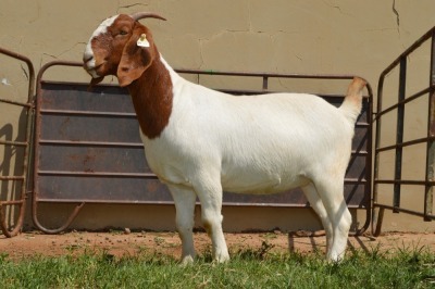 WITHDRAWN - 1X Boer Goat Doe Dome Africa Boer Goad Stud