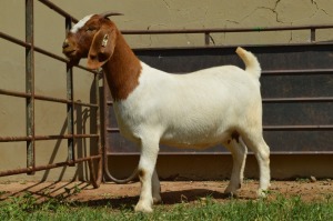 1X Boer Goat PREGNANT Flock Doe Dome Africa Boer Goad Stud