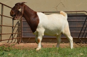 1X Boer Goat Flock Doe Dome Africa Boer Goad Stud