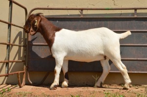 1X Boer Goat Flock Doe Dome Africa Boer Goad Stud