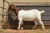 1X Boer Goat Flock Doe Dome Africa Boer Goad Stud