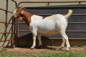 WITHDRAWN - 1X Boer Goat Doe Dome Africa Boer Goad Stud