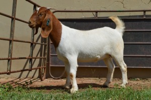 1X Boer Goat PREGNANT Flock Doe Dome Africa Boer Goad Stud