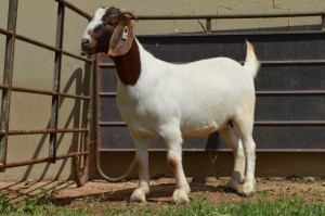 1X Boer Goat PREGNANT Flock Doe Dome Africa Boer Goad Stud