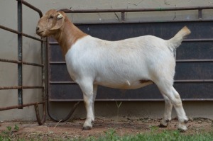 WITHDRAWN - 1X Boer Goat Doe Dome Africa Boer Goad Stud