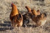 3X Farm Kraal Chickens 1 M+2 F Dome Africa Farm Chickens