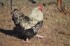 3X Farm Kraal Chickens 1 M+2 F Dome Africa Farm Chickens - 2