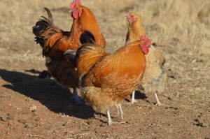 3X Farm Kraal Chickens 1 M+2 F Dome Africa Farm Chickens