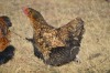 3X Farm Kraal Chickens 1 M+2 F Dome Africa Farm Chickens - 2