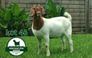 1X Boer Goat Flock Doe Mckay Boerbok Stud 1517