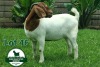 1X Boer Goat Flock Doe Mckay Boerbok Stud 1517 - 2