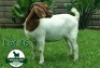 1X Boer Goat Flock Doe Mckay Boerbok Stud 1517 - 2