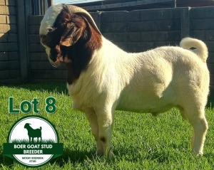 WITHDRAWN - 1X Boer Goat Buck Mckay Boerbok Stud 1517