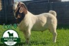 WITHDRAWN - 1X Boer Goat Buck Mckay Boerbok Stud 1517 - 2