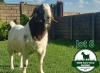 WITHDRAWN - 1X Boer Goat Buck Mckay Boerbok Stud 1517 - 3