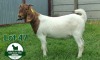 1X Boer Goat Flock Doe Mckay Boerbok Stud 1517