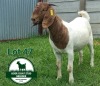 1X Boer Goat Flock Doe Mckay Boerbok Stud 1517 - 2