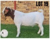 WITHDRAWN - 1X Boer Goat Buck Hartklop Boerbokstoet