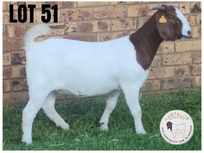 1X Boer Goat Flock Doe Hartklop Boerbokstoet