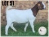 1X Boer Goat Flock Doe Hartklop Boerbokstoet