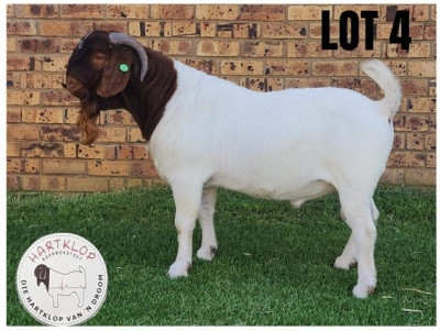 1X Boer Goat Flock Buck Hartklop Boerbokstoet