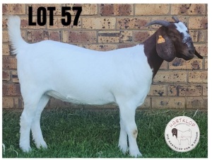 1X Boer Goat Flock Doe Hartklop Boerbokstoet