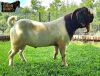 1X Boer Goat Flock Buck Ruan Mans Boer Goat Stud 1584 - 3