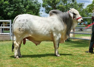 1X GREY BRAHMAN BULL WBS 21/828 WAYSIDE BRAHMAN STUD