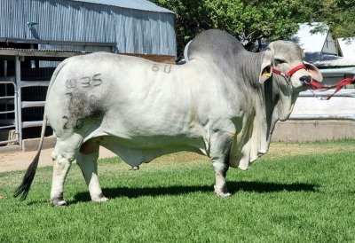 20X GREY BRAHMAN SEMEN STRAWS WBS 20/780 WAYSIDE BRAHMAN STUD