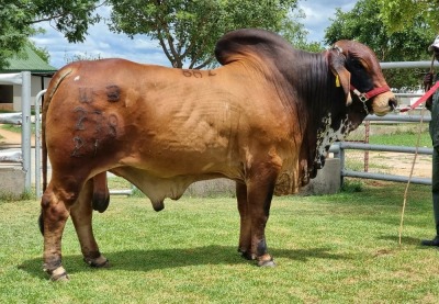 1X RED BRAHMAN BULL WB 21/278 WAYSIDE BRAHMAN STUD