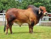 1X RED BRAHMAN BULL WB 20/266 WAYSIDE BRAHMAN STUD