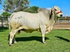 1X GREY BRAHMAN BULL WBS 21/829 WAYSIDE BRAHMAN STUD