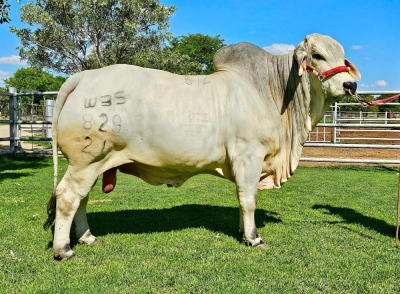 1X GREY BRAHMAN BULL WBS 21/829 WAYSIDE BRAHMAN STUD