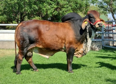 1X RED BRAHMAN BULL WB 20/215 WAYSIDE BRAHMAN STUD