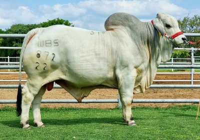 1X GREY BRAHMAN BULL WBS 22/872 WAYSIDE BRAHMAN STUD