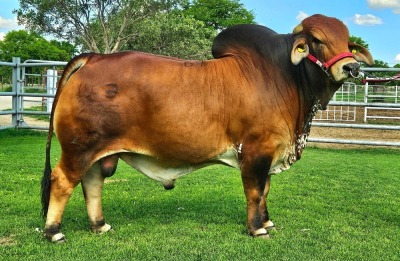 1X RED BRAHMAN BULL WB 20/273 WAYSIDE BRAHMAN STUD