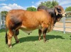 20X RED BRAHMAN SEMEN STRAWS WB 16/67 WAYSIDE BRAHMAN STUD