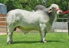 20X GREY BRAHMAN SEMEN STRAWS WBS 20/779 WAYSIDE BRAHMAN STUD