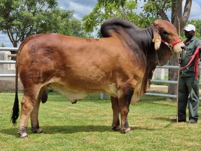 1X RED BRAHMAN BULL WB 21/280 WAYSIDE BRAHMAN STUD