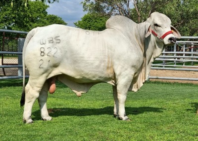 1X GREY BRAHMAN BULL WBS 21/822 WAYSIDE BRAHMAN STUD